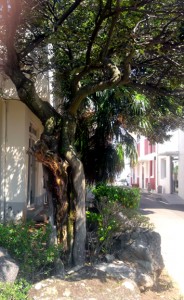 Web_tree1