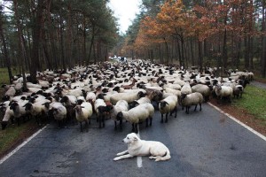 sheep block castors